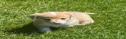 Welsh Corgi Pembroke dogs for sale: Welsh Corgi Pembroke 2 - Ad 20