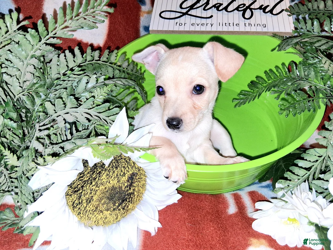 Jack Chi dogs for sale: Teddy - Ad 1