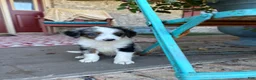 Mini Bernedoodle dogs for sale: Domino - Ad 2