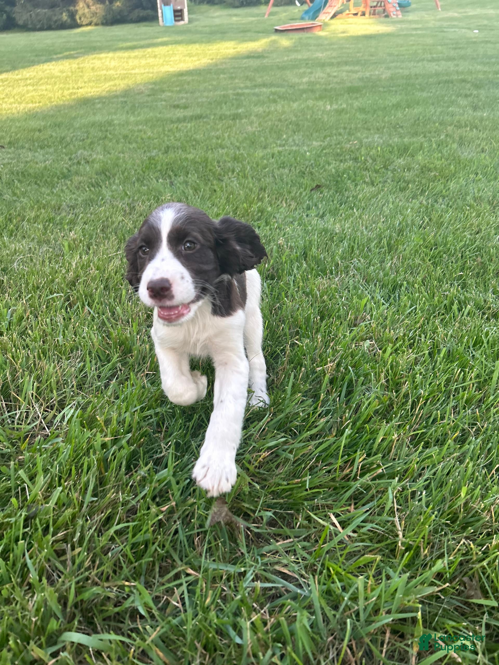 Average Lifespan Oldest Living Springer Spaniel Springer Spaniel