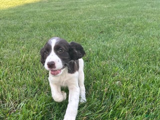English Springer Spaniel dogs - Ad 2