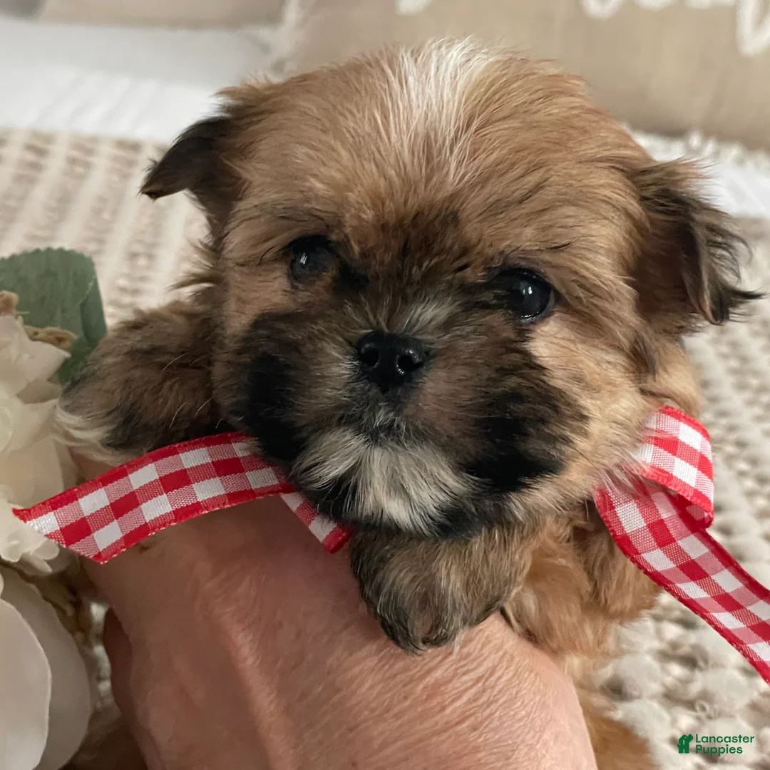 Morkie dogs for sale: Teacup Nugget - Ad 8