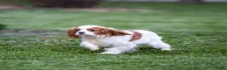 Cavalier King Charles Spaniel dogs for sale: Briar - Ad 1