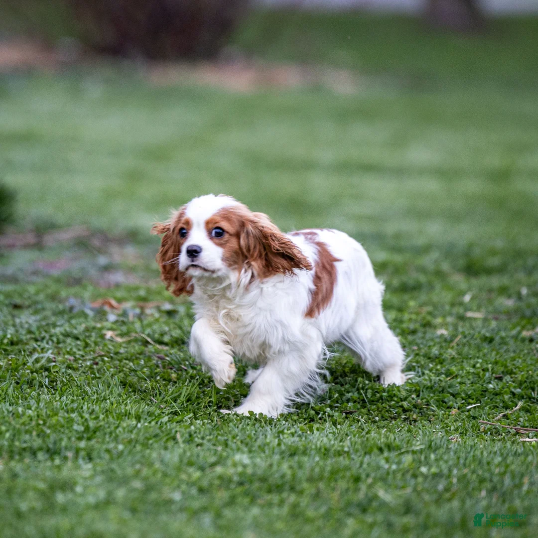 Cavalier King Charles Spaniel dogs for sale: Briar - Ad 1