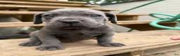 Cane Corso dogs for sale: Boy 4 - Ad 10