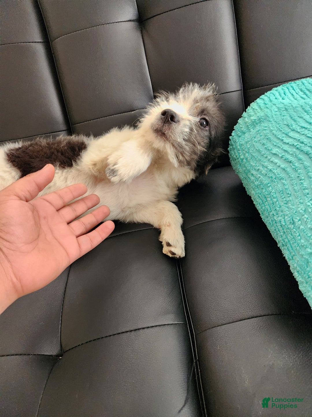 Mixed Breed dogs for sale: BERNADETTE - Ad 3