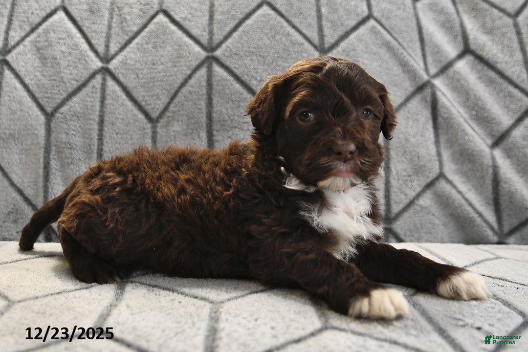 Portuguese Water Dog dogs for sale: Dime - Ad 15