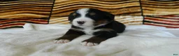 Bernese Mountain Dog dogs for sale: Barbie - Ad 4