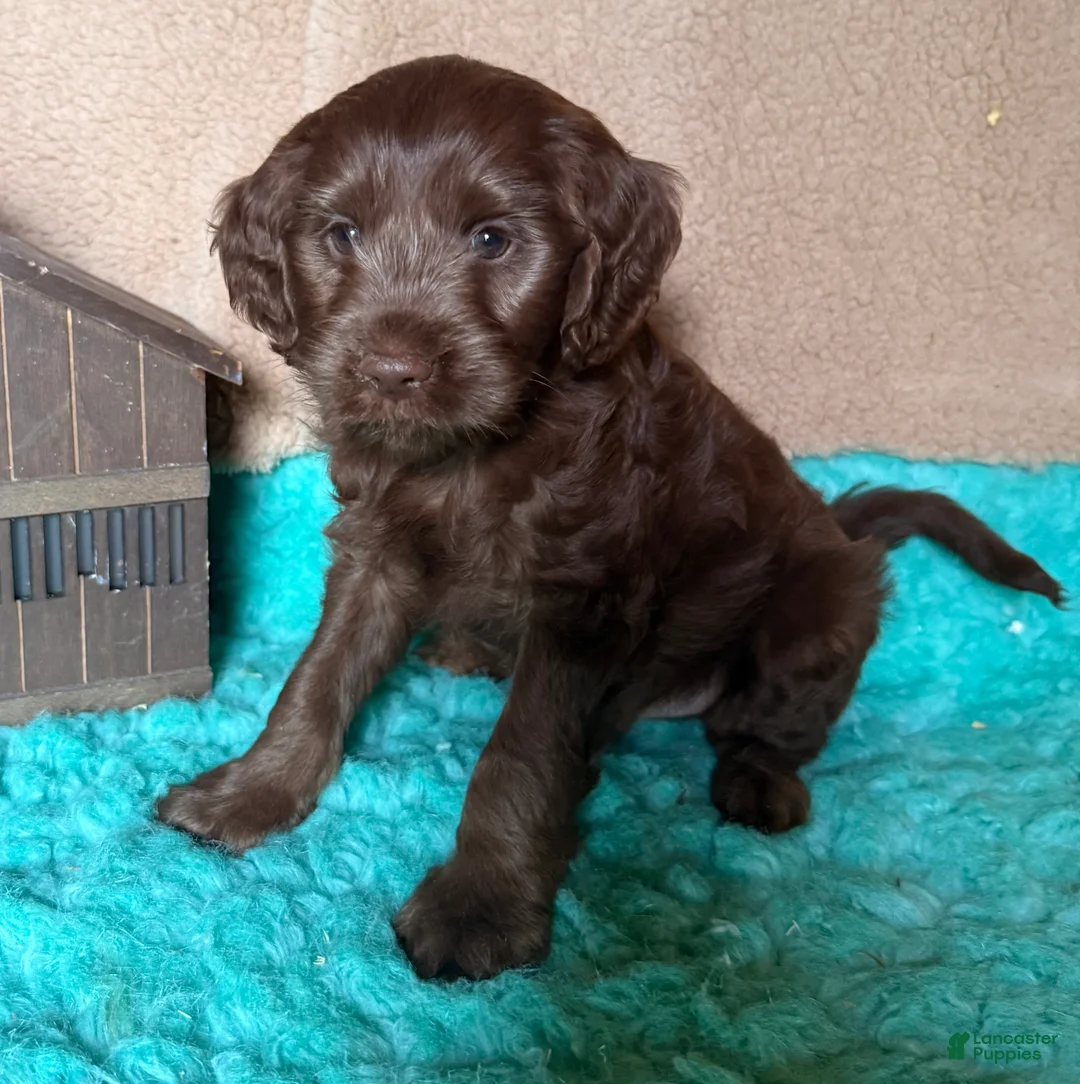 Labradoodle dogs for sale: Labradoodle 5 - Ad 1