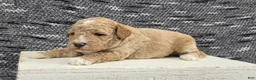 Miniature Poodle dogs for sale: Teddy  - Ad 4