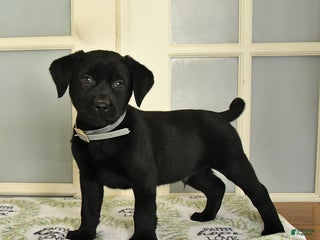 Labrador Retriever dogs Tucker - Ad 40
