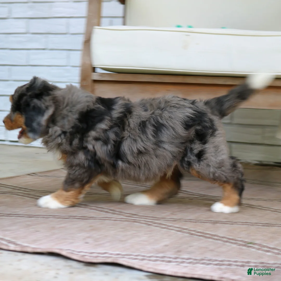 Mini Bernedoodle dogs for sale: Gus  - Ad 4