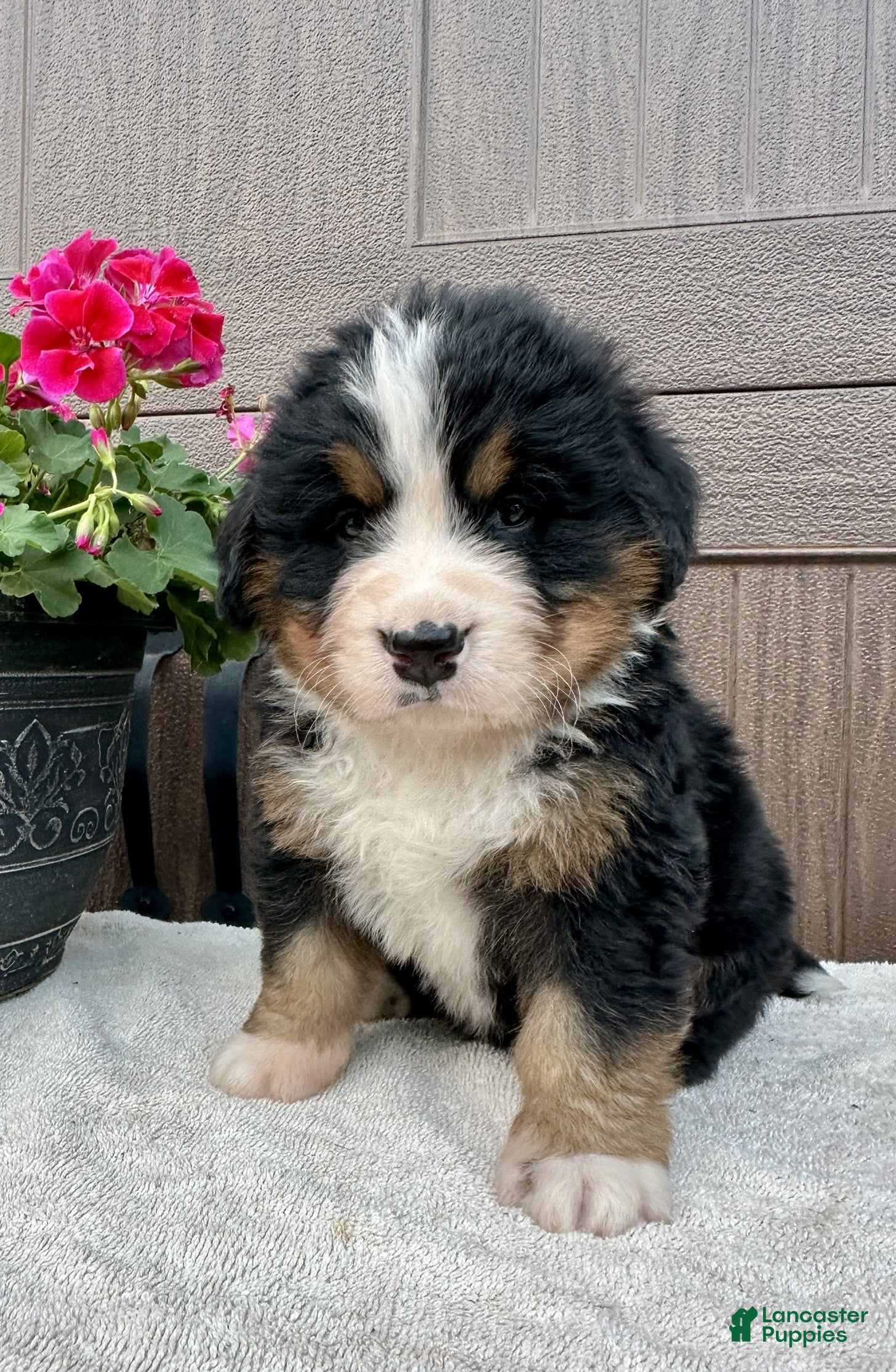 Bernese Mountain Dog dogs Rusty  - Ad 2