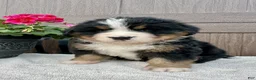 Bernese Mountain Dog dogs for sale: Rusty  - Ad 2