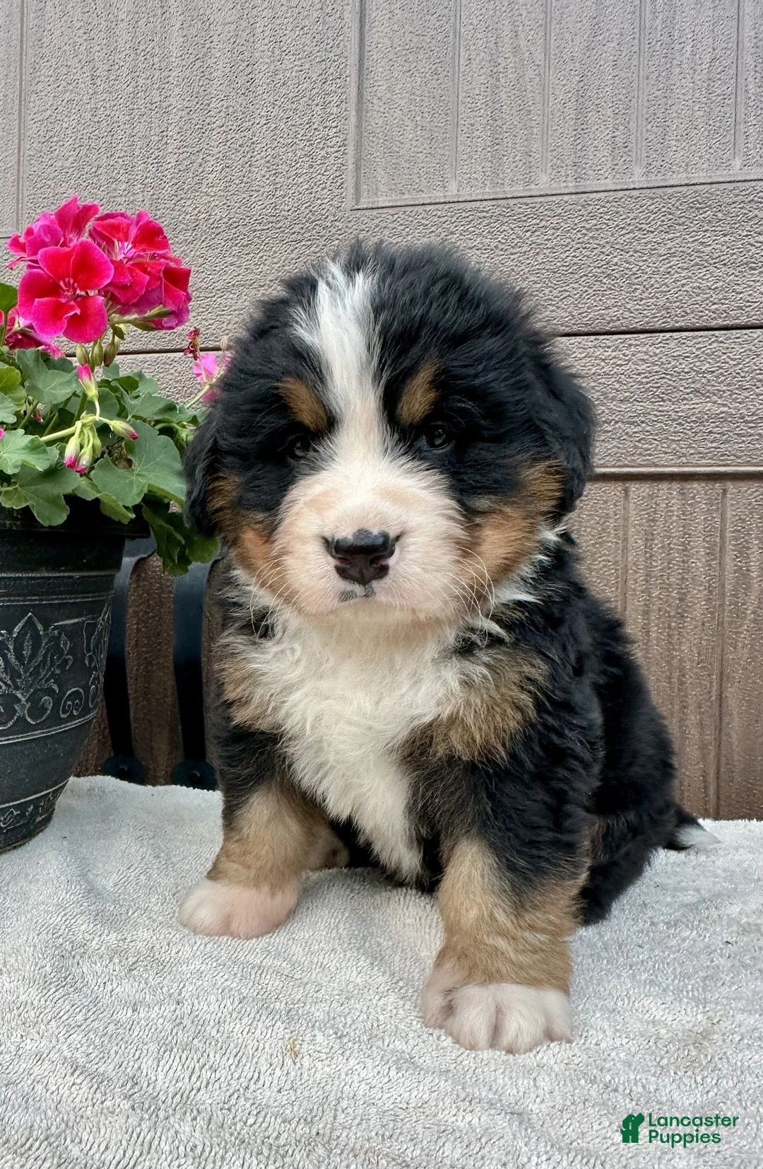 Bernese Mountain Dog dogs for sale: Rusty  - Ad 2
