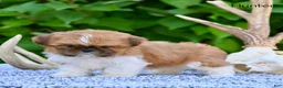 Shih Tzu dogs for sale: Hunter - Ad 6