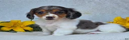 Miniature Dachshund dogs for sale: Macie - Ad 5