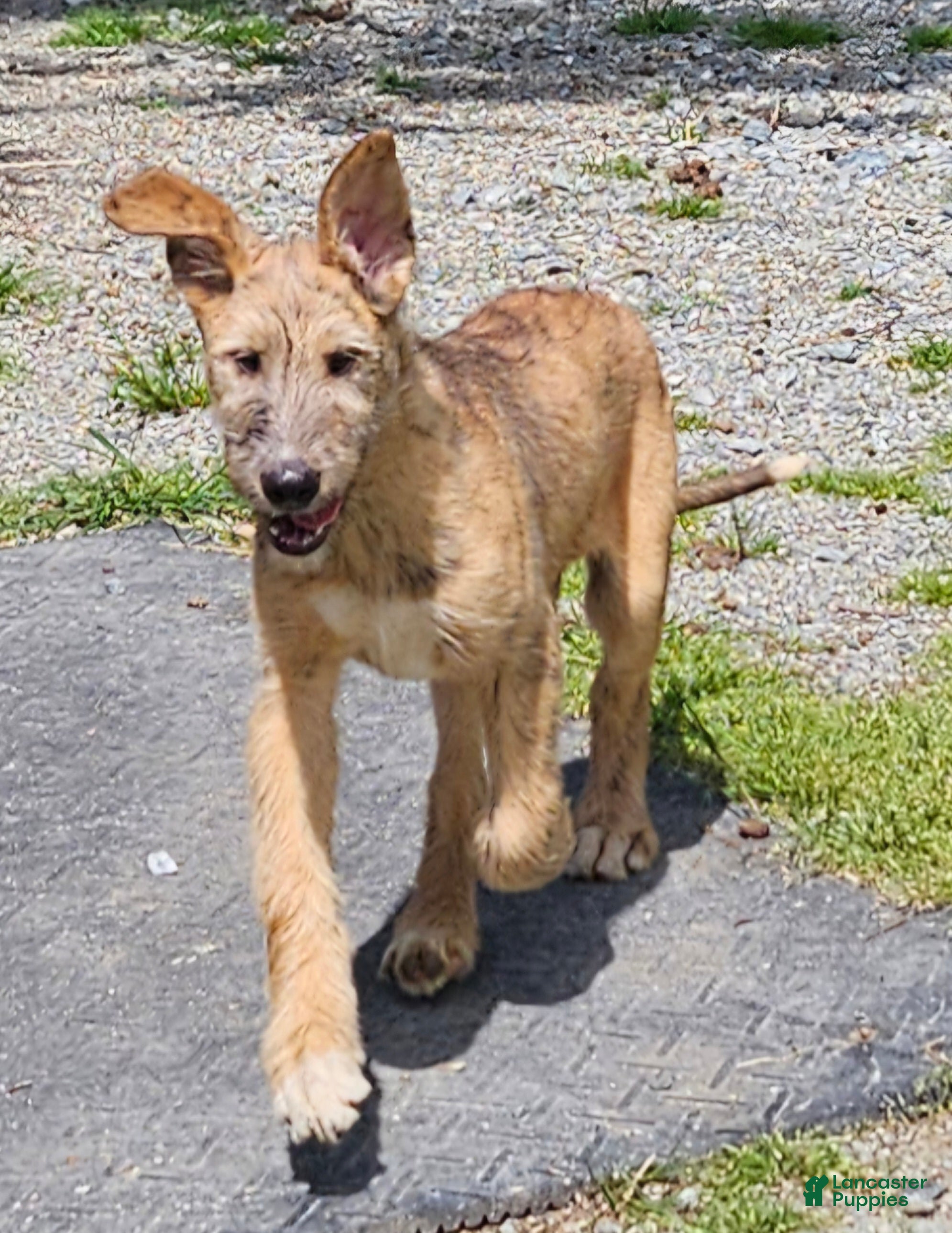 Irish Wolfhound dogs Irish Wolfhound Puppy 2 - Ad 1