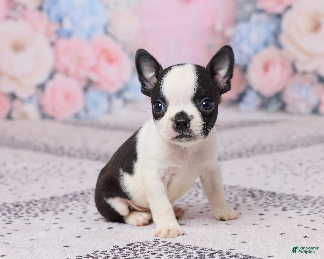 Boston Terrier dogs for sale: Jon - Ad 5