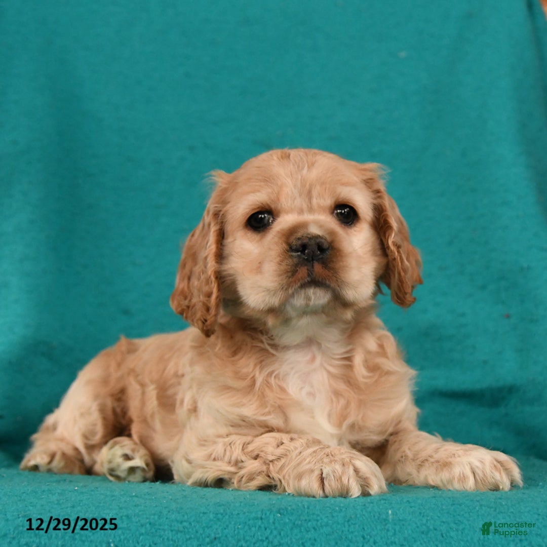 Cocker Spaniel dogs for sale: Charlie - Ad 3