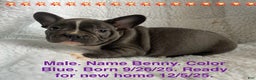 French Bulldog dogs for sale: Benny - Ad 1