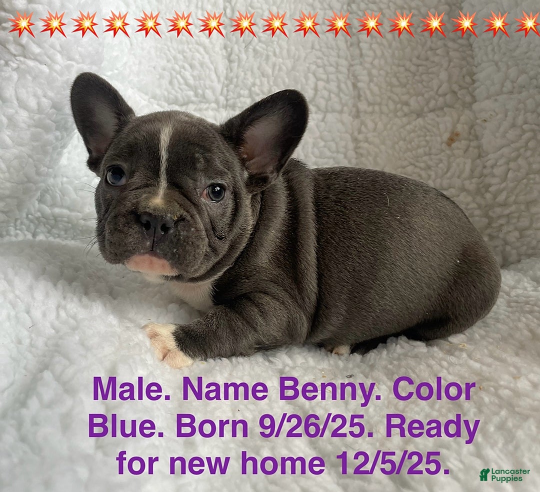 French Bulldog dogs for sale: Benny - Ad 1