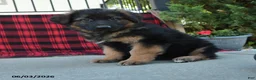 Mixed Breed dogs for sale: Rocky  - Ad 3