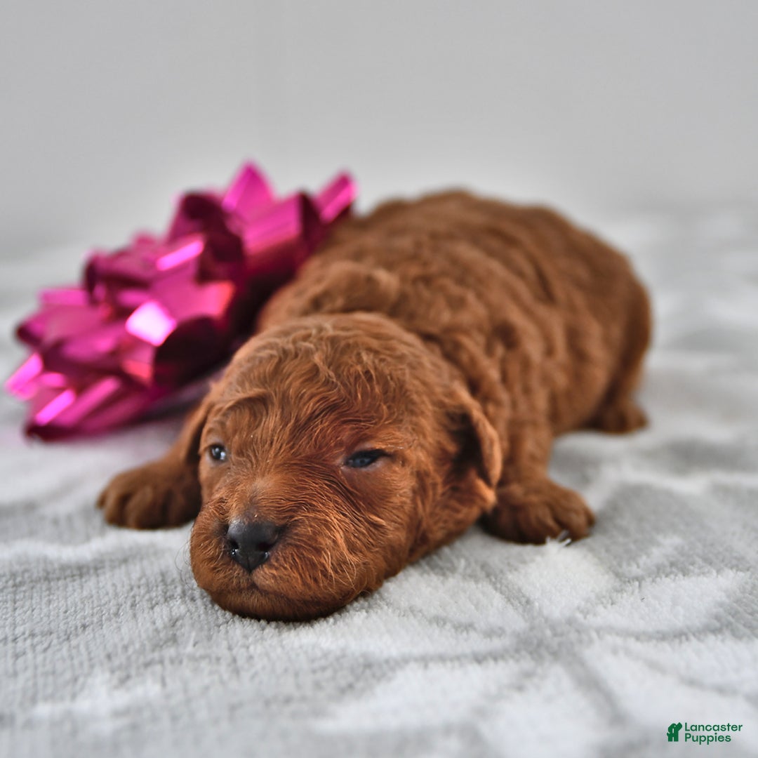 Mini Goldendoodle dogs for sale: Cookie - Ad 2