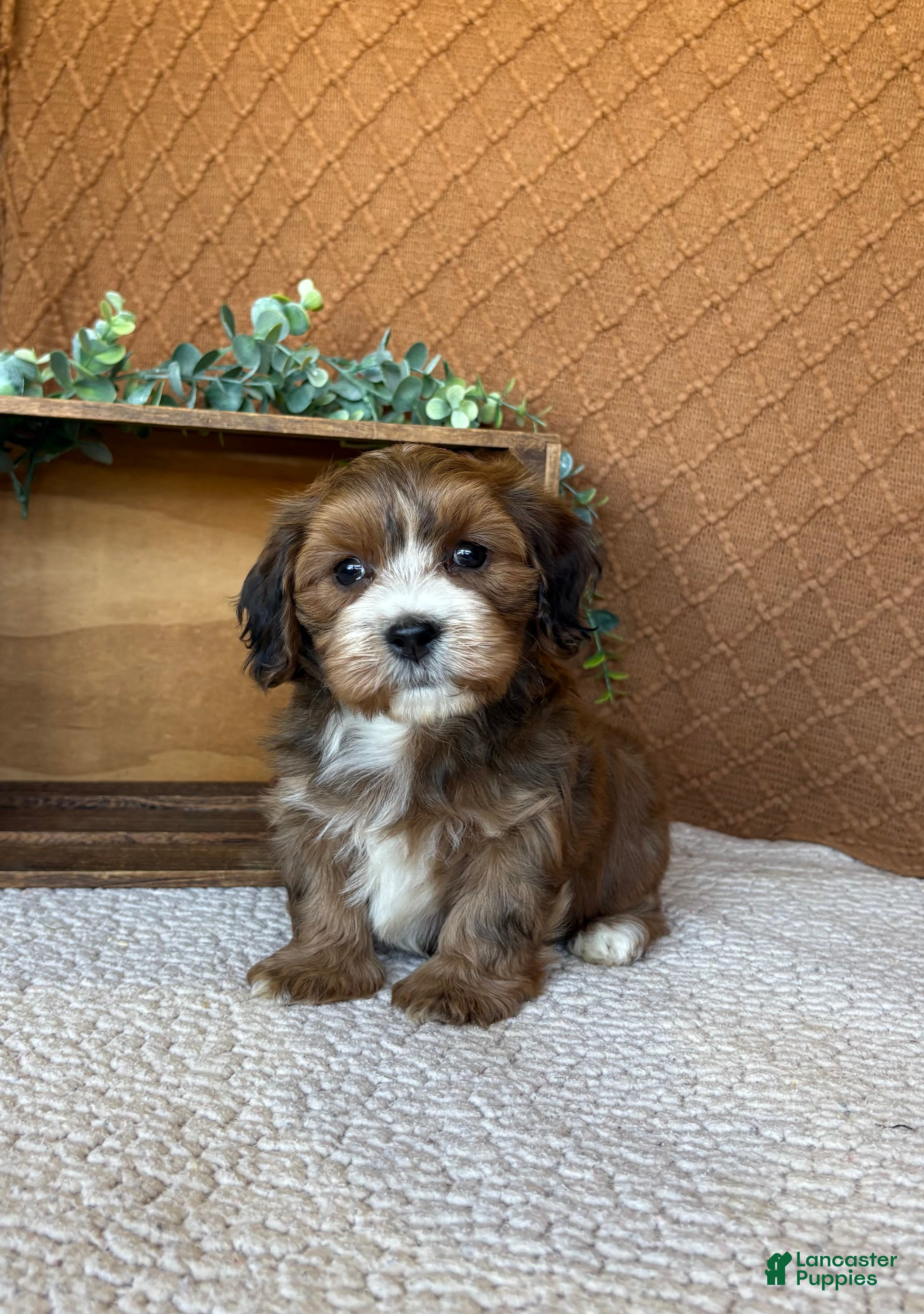 Havanese dogs Echo - Ad 2