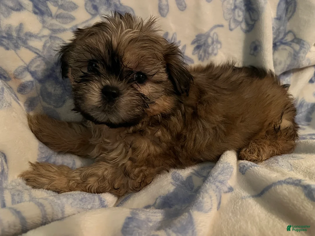 Shih Tzu dogs for sale: Shih Tzu Puppy 3 - Ad 2
