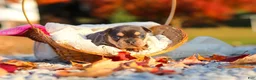 French Bulldog dogs for sale: Pumpkin - Ad 7