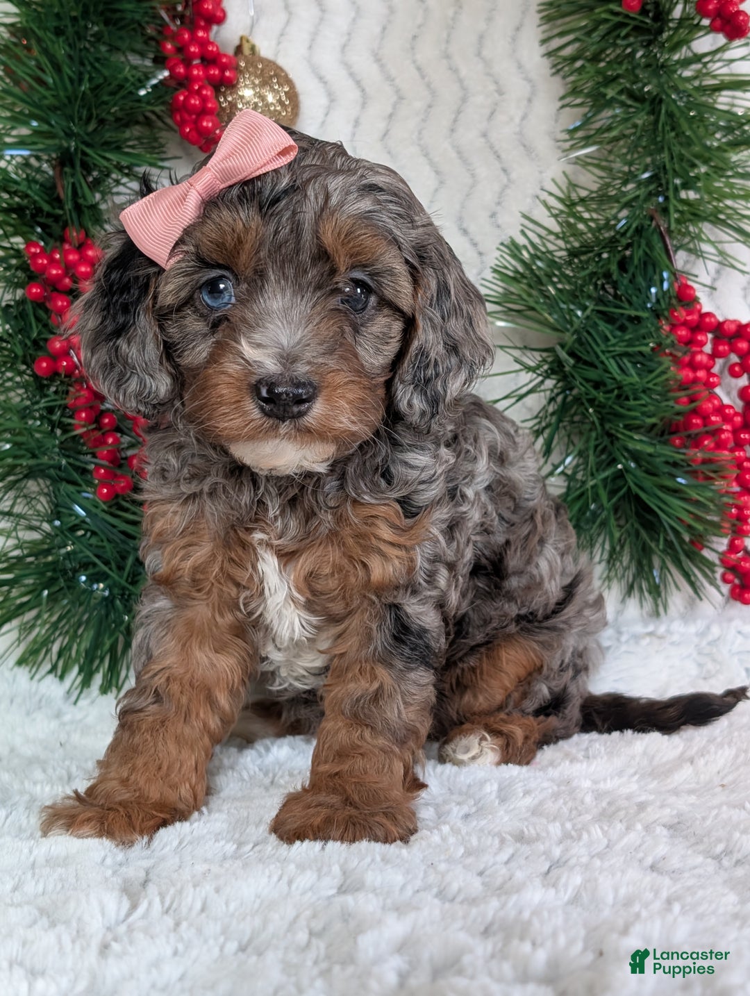 Cavapoo dogs for sale: Abby  - Ad 10