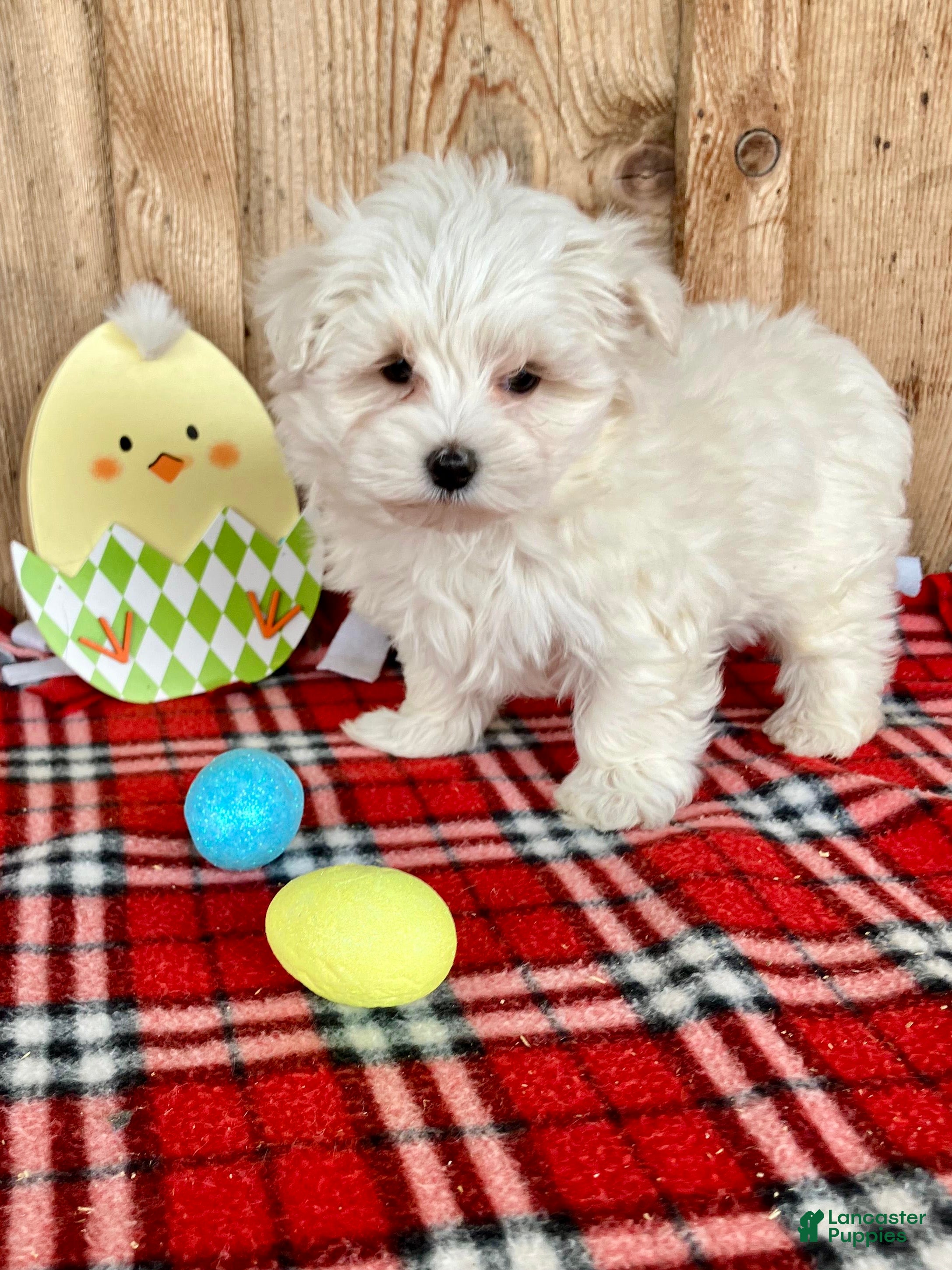 Maltese dogs Oscar - Ad 2