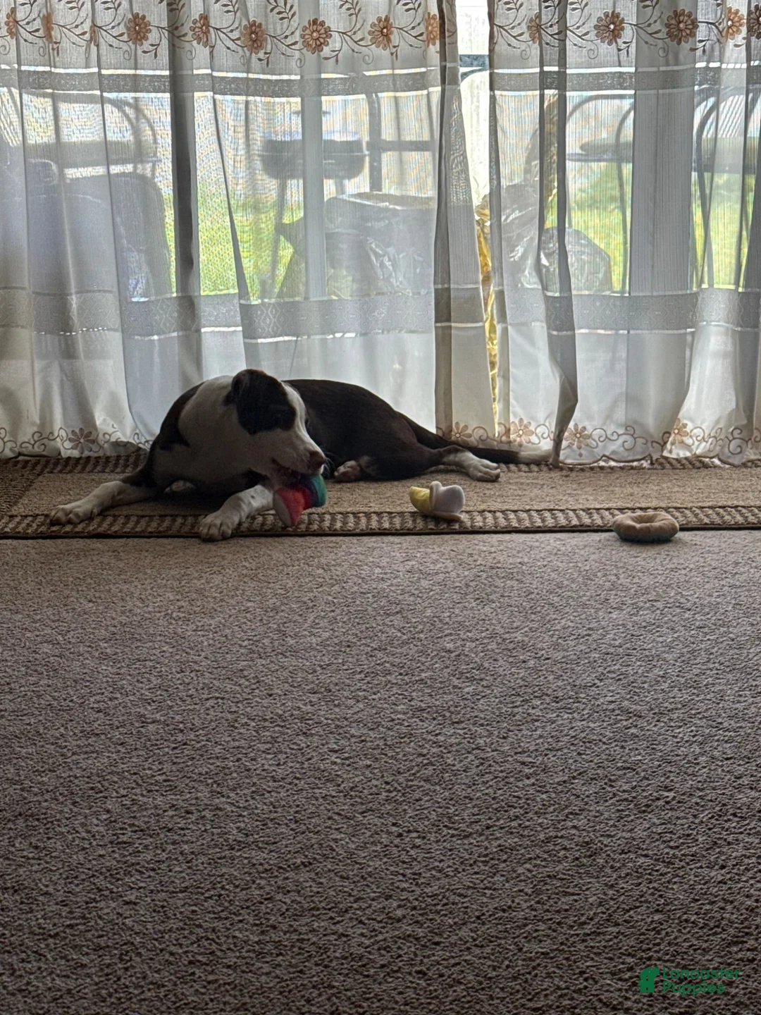 Mixed Breed dogs for sale: Mixed Breed 1 - Ad 2