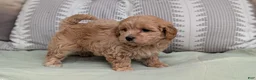 Havapoo dogs for sale: Turbo - Ad 7