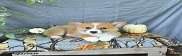Welsh Corgi Pembroke dogs for sale: Arthur - Ad 4