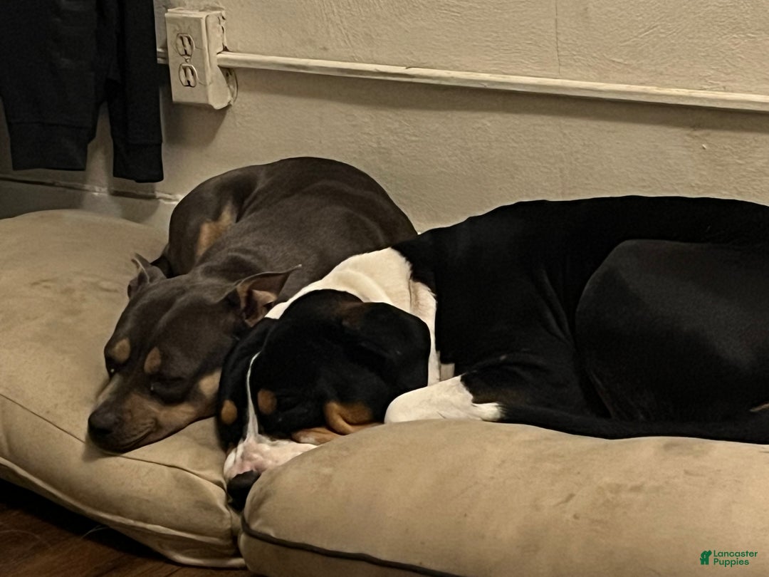 American Bully dogs for sale: American Bully Puppy 2 - Ad 3