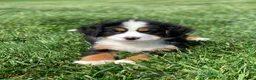 Bernese Mountain Dog dogs for sale: Elvis - Ad 10