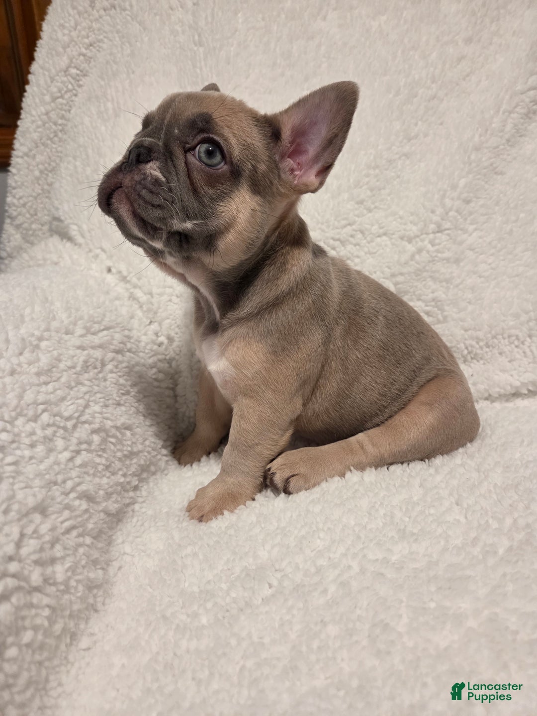 French Bulldog dogs for sale: French Bulldog Puppy 3 - Ad 2