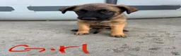 German Shepherd dogs for sale: Blondie - Ad 8