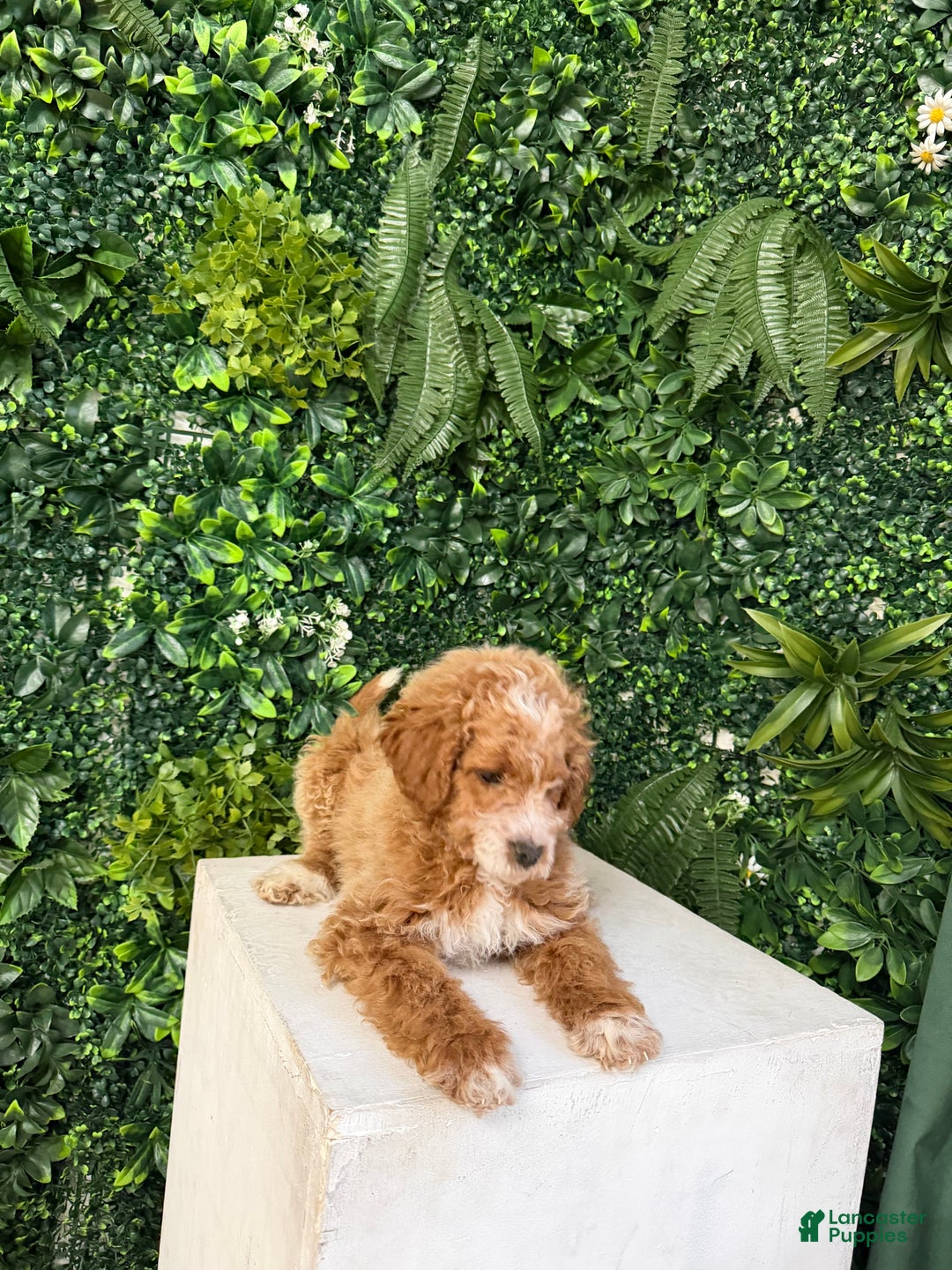 Mini Goldendoodle dogs for sale: Polly - Ad 2