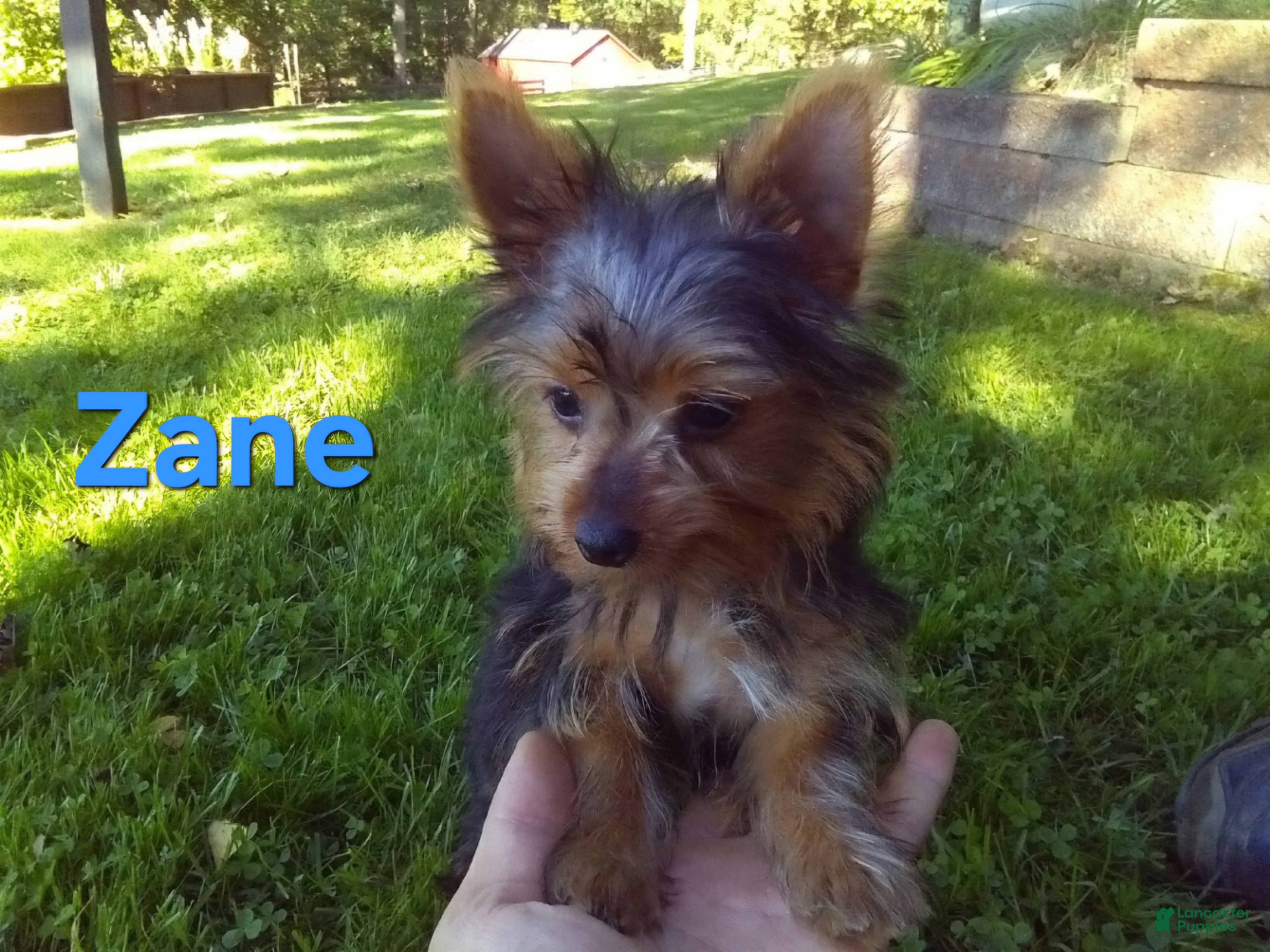 Yorkshire Terrier dogs Zane - Ad 1