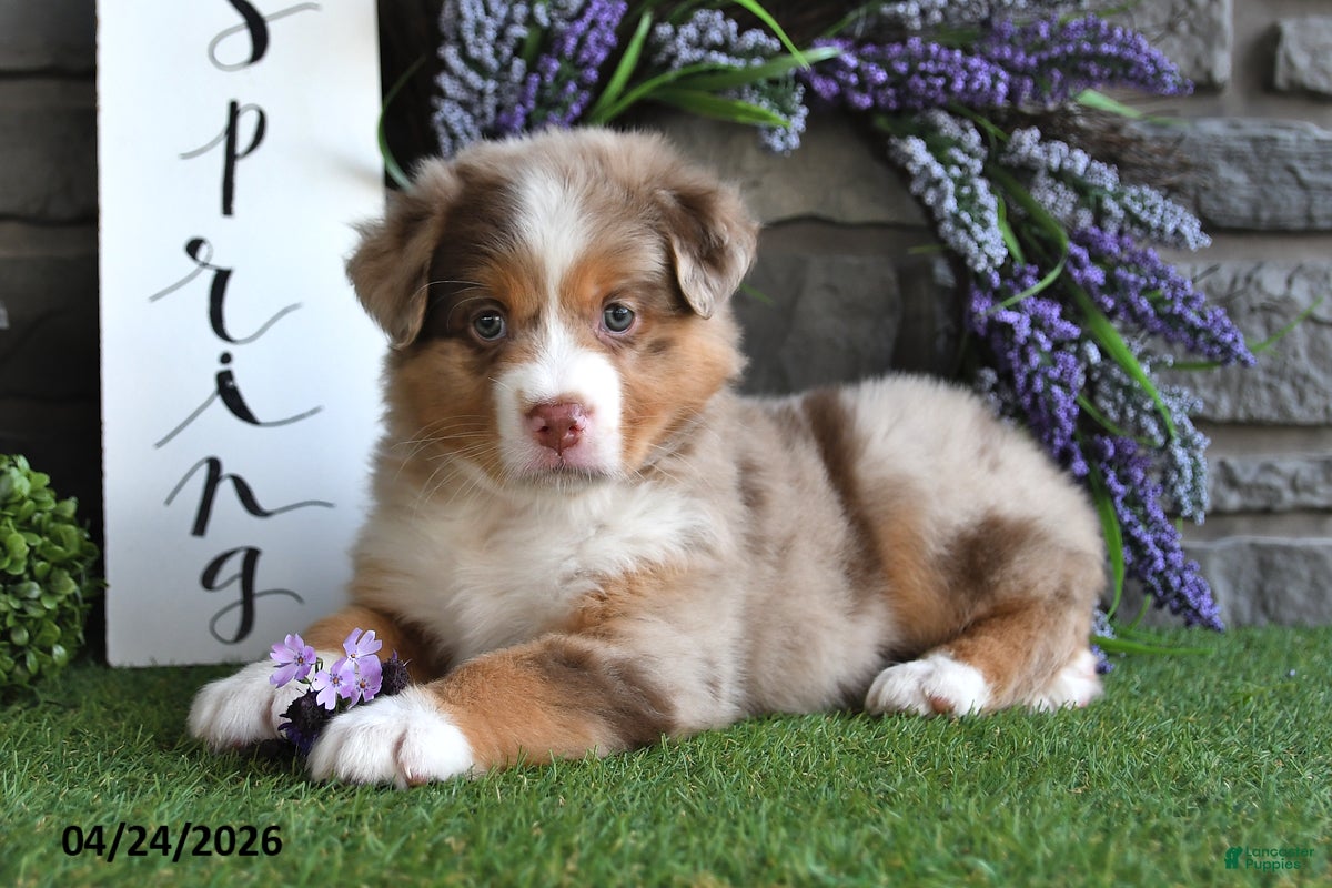 Australian Shepherd dogs Lilac - Ad 2