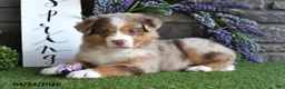 Australian Shepherd dogs for sale: Lilac - Ad 2