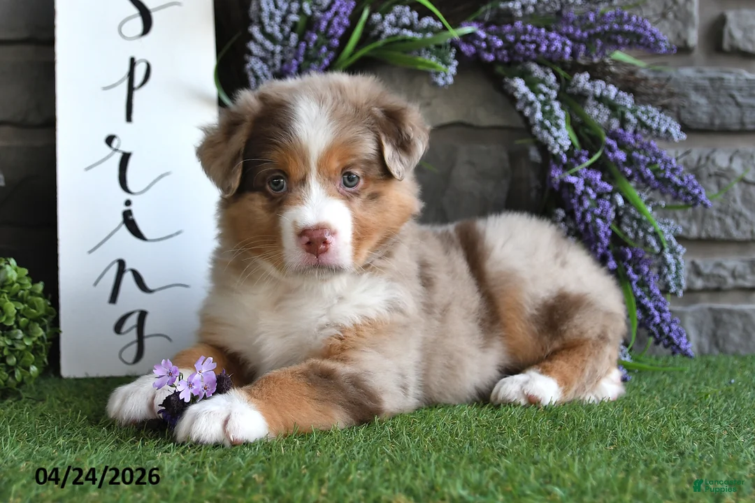 Australian Shepherd dogs for sale: Lilac - Ad 2