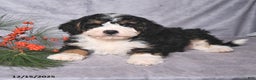 Bernedoodle dogs for sale: Champ  - Ad 3