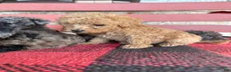 Mini Aussiedoodle dogs for sale: Teddy  - Ad 6