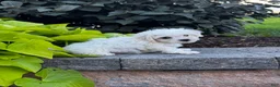Bichon Frise dogs for sale: Buddy  - Ad 3