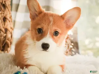 Welsh Corgi Pembroke dogs for sale: Spike - Ad 2