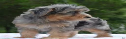 Yorkiepoo dogs for sale: Sapphire blue eyes  - Ad 16
